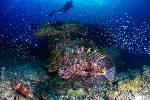Background SCUBA divers watching colorful Lionfish on a tropical coral reef at sunset