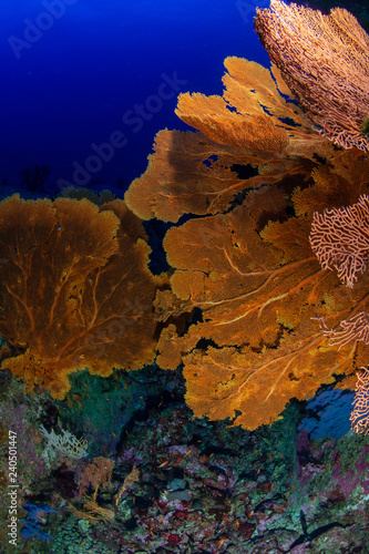 Beautiful, delicate Gorgonian seafans on a tropical coral reef photo