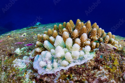 Fototapeta Naklejka Na Ścianę i Meble -  White, bleaching coral during a high sea temperature bleaching event on a tropical coral reef