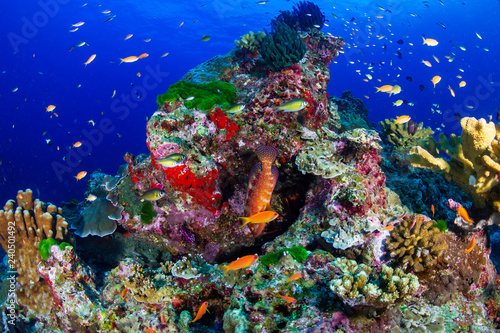 Fototapeta Naklejka Na Ścianę i Meble -  Colorful Grouper swimming over a healthy tropical coral reef