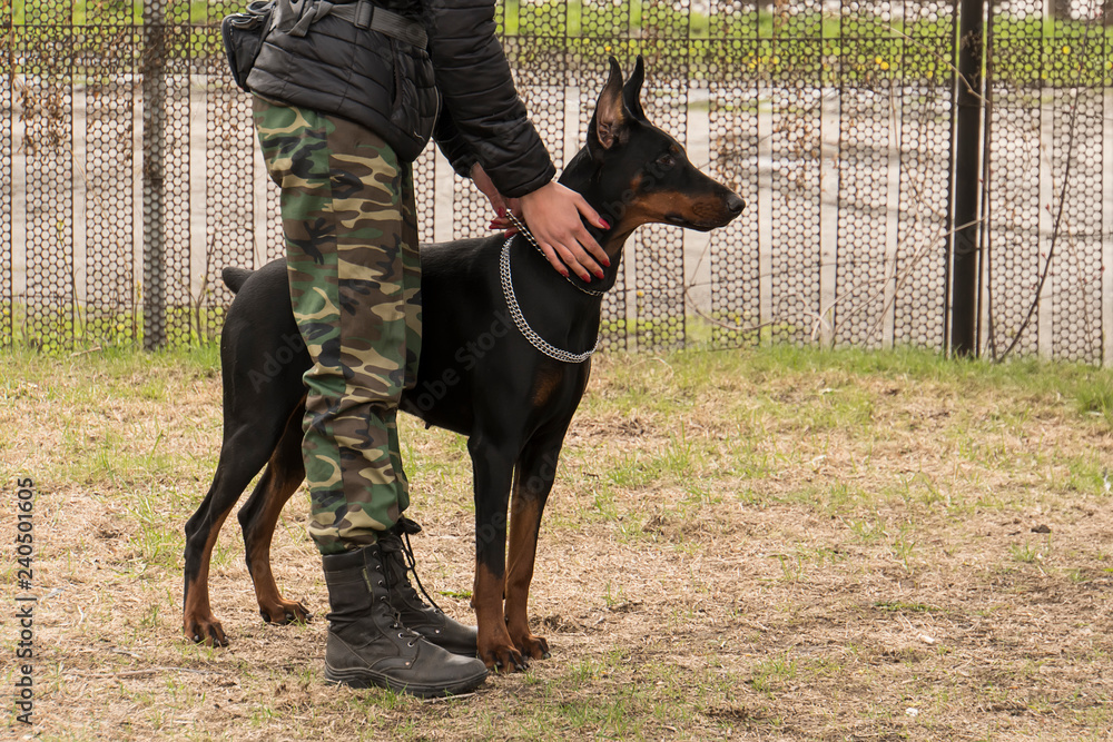 Dog training clothes outlet