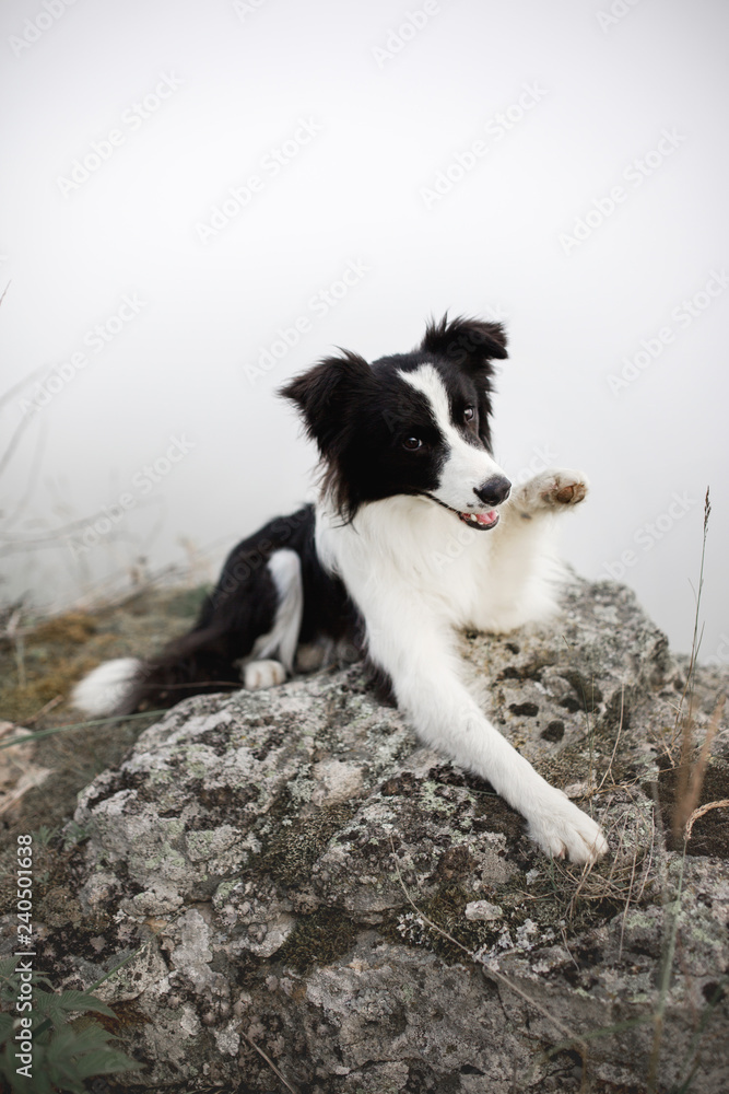 black and white dog border collie lay on rock in fog and give a paw