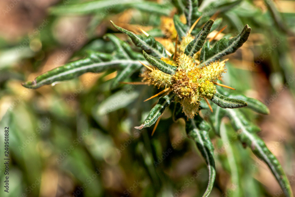 Xanthium spinosum silver yellow thistle flower with natural background Xanthium spinosum silver yellow thistle flower with natural background