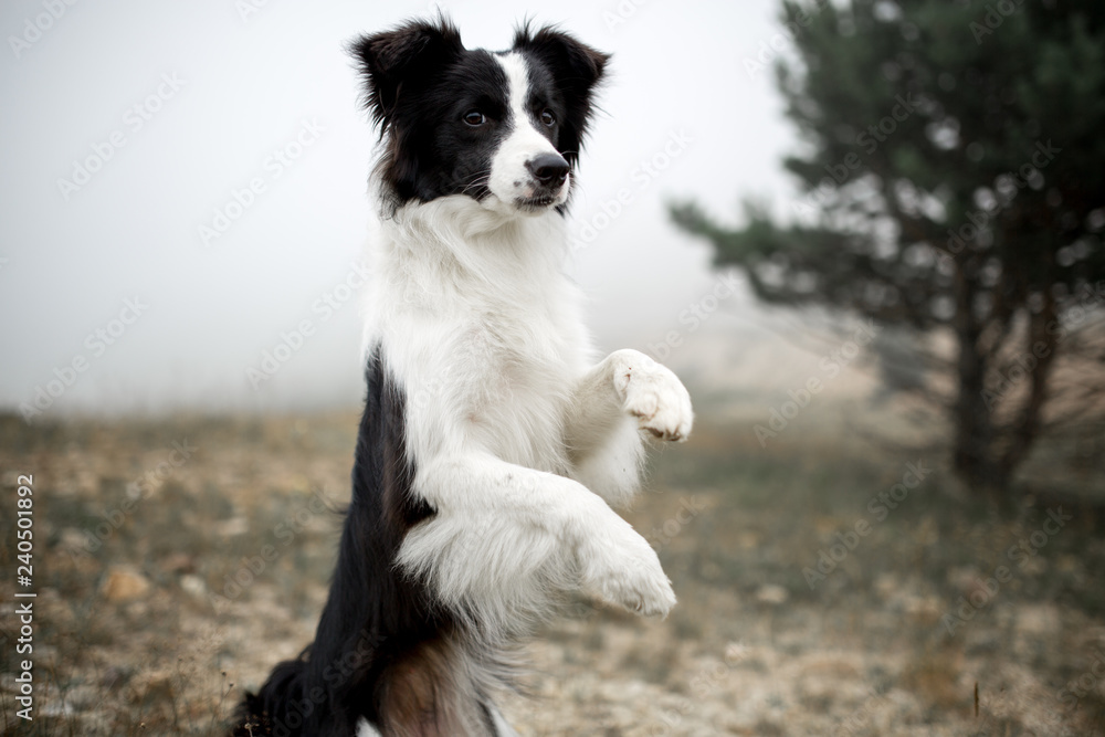 portrait black and white dog border collie stand in field forest and dance