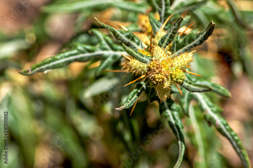 Xanthium spinosum silver yellow thistle flower with natural background