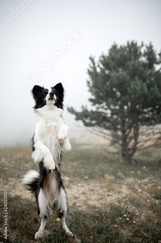 portrait black and white dog border collie stand in field on mountain and dance
