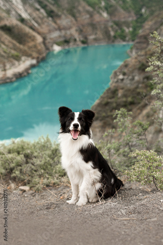 black and white happy dog border collie sit beiside lake in mountain