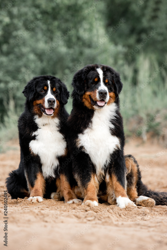 portrait two beautiful Bernese mountain dog sit in the forest