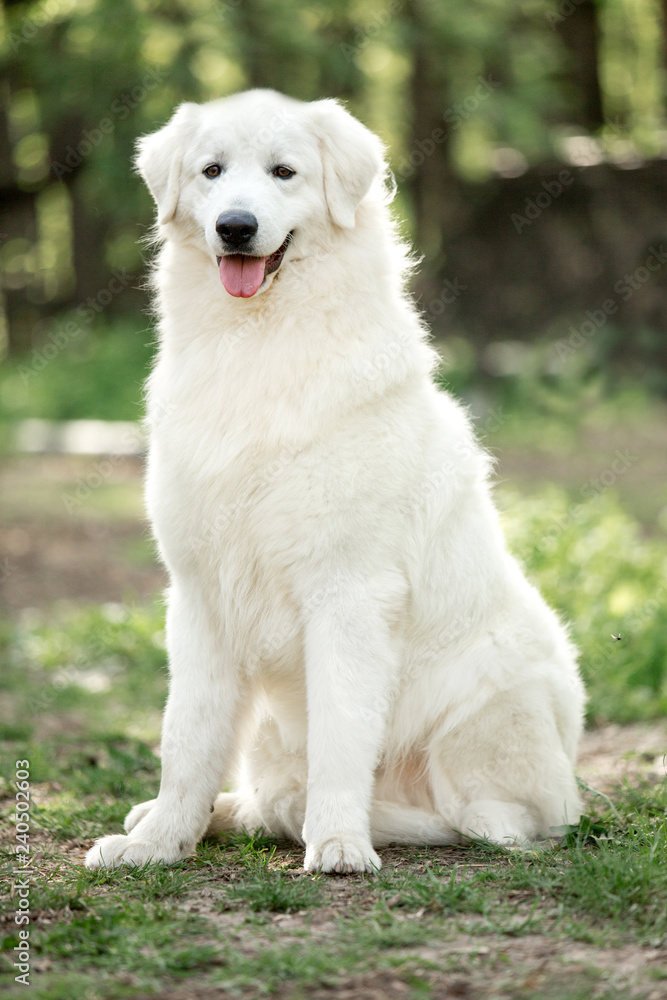 amazing portrait dog morema stand on grass