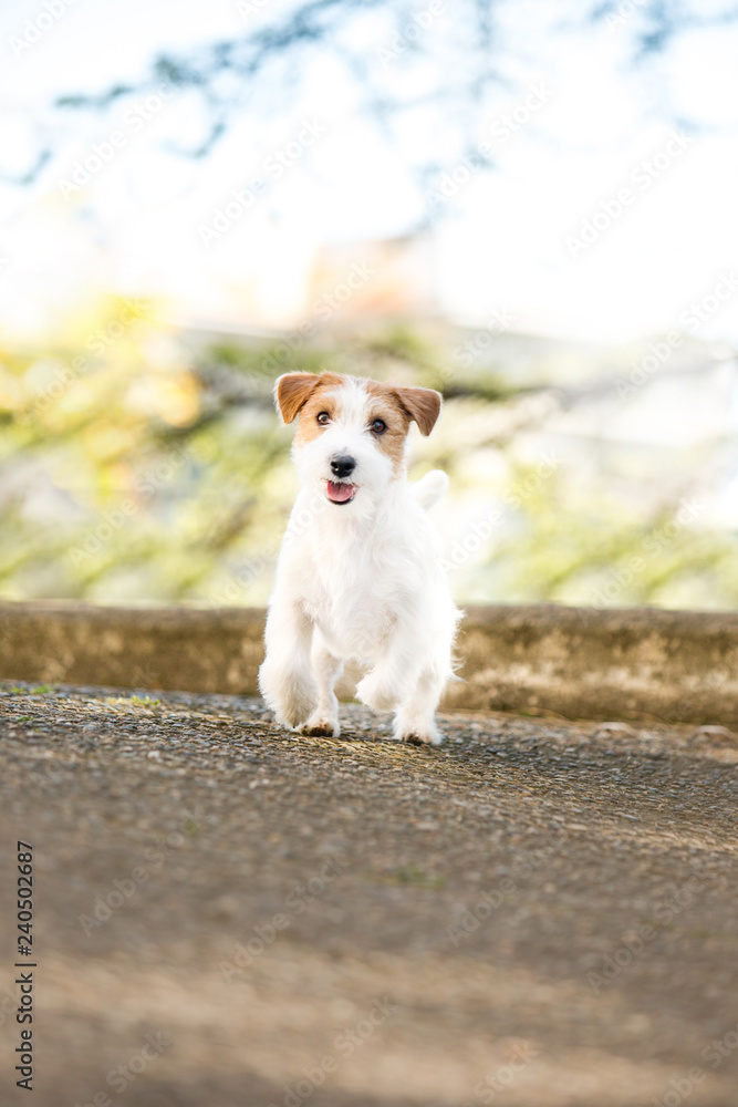 cool Jack Russell Terrier puppy run in the sunny park