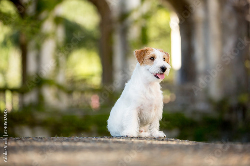 cool Jack Russell Terrier puppy in the sunny park