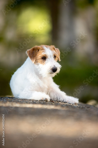 cool Jack Russell Terrier puppy lay in the sunny park