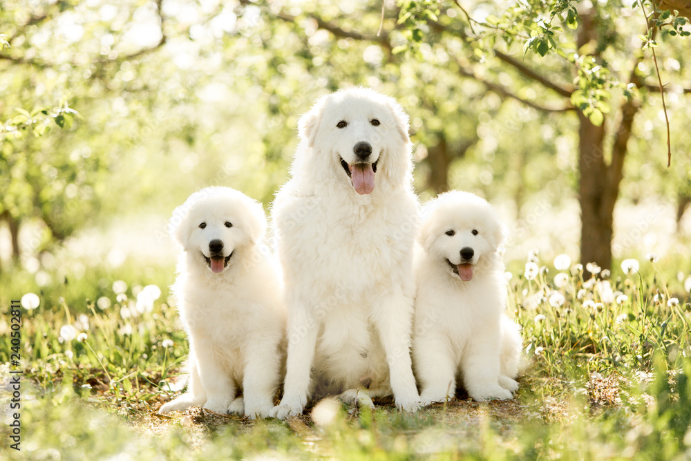 amazing portrait of three white dogs morema sit on grass