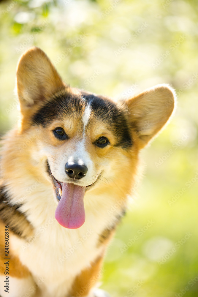amaizing portrait of corgi dog sit in the sunny park on grass and smiling