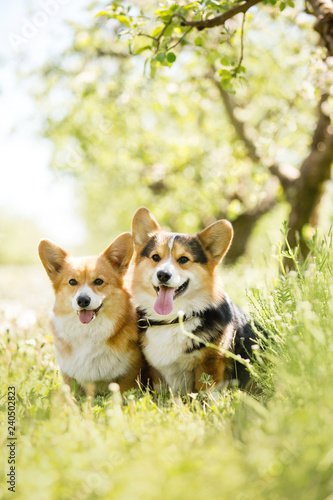 two cool corgi dog in the sunny park