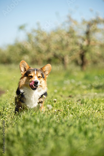 amaizing portrait of cool corgi dog sit in the sunny park on grass and smiling
