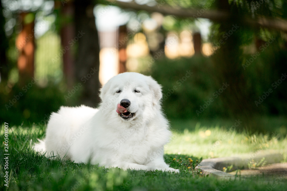 amazing dog morema lay on grass in sunshine and lick amazing dog morema lay on grass in sunshine and lick
