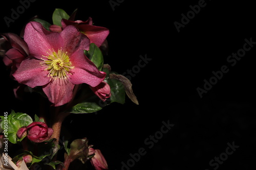 flower on black background