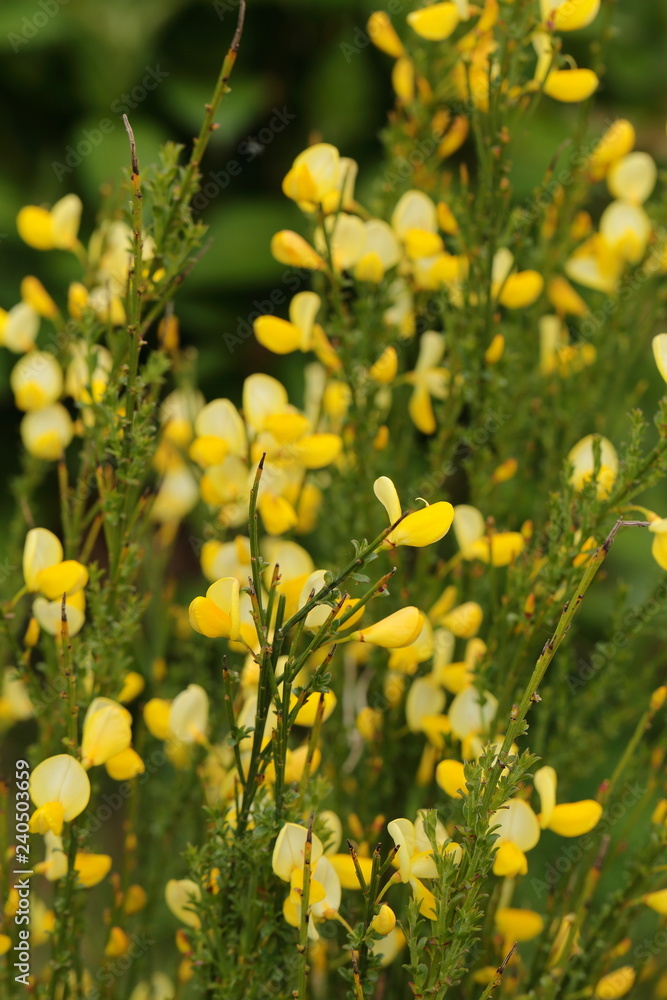 Background of small yellow flowers Background of small yellow flowers