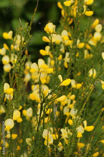 Background of small yellow flowers