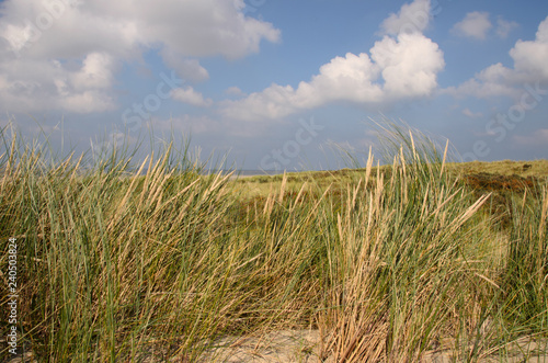 D  nengras im Wind  auf einer Nordseeinsel  Langeoog