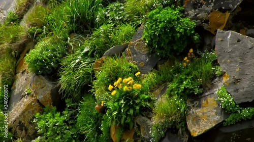 Green grass and yellow dandelion flowers on a rocky cliff on the shore of the Pacific Ocean. Island Simushir, Kuril Islands. photo