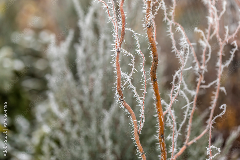Naklejka premium Macro view of tree branches with needle frost on it