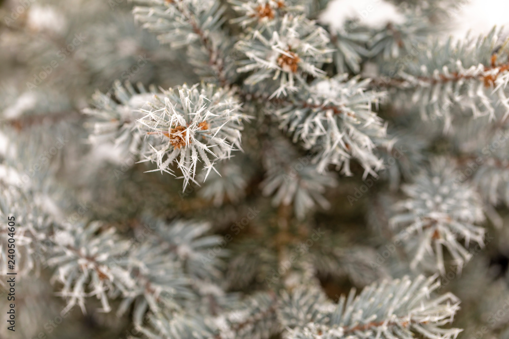 Macro view of tree branches with needle frost on it Macro view of tree branches with needle frost on it