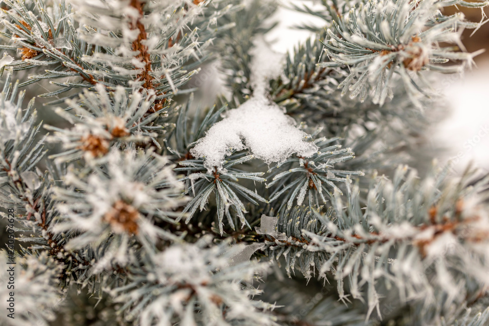 Macro view of tree branches with needle frost on it Macro view of tree branches with needle frost on it