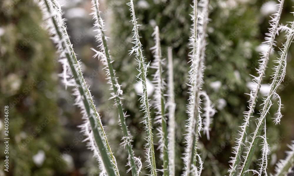 Macro view of tree branches with needle frost on it Macro view of tree branches with needle frost on it