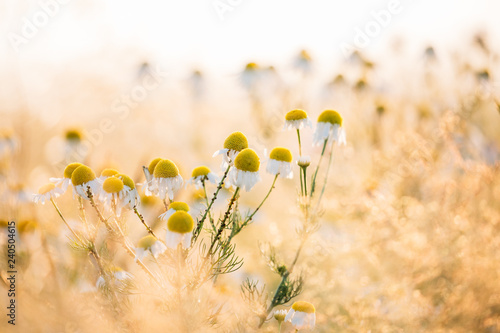 Fototapeta Naklejka Na Ścianę i Meble -  Blooming Wild Flowers Matricaria Chamomilla Or Matricaria Recuti