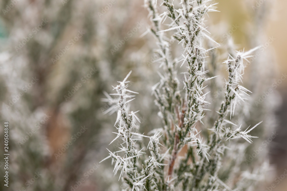 Macro view of tree branches with needle frost on it Macro view of tree branches with needle frost on it
