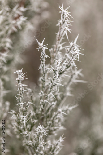 Macro view of tree branches with needle frost on it
