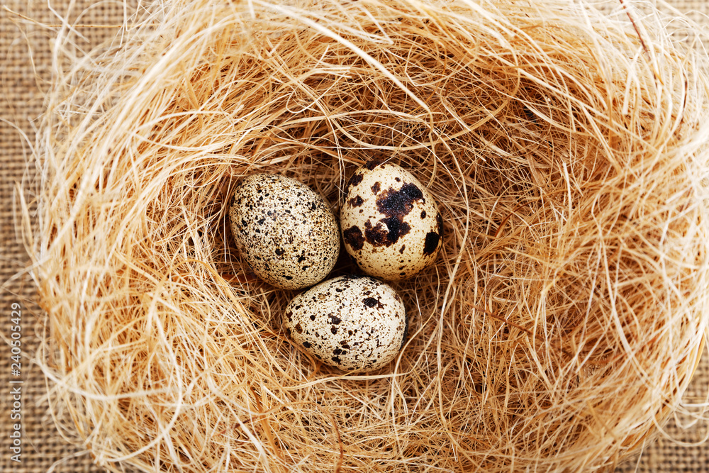 Closeup nest with three small spotted quail eggs. Closeup nest with three small spotted quail eggs.