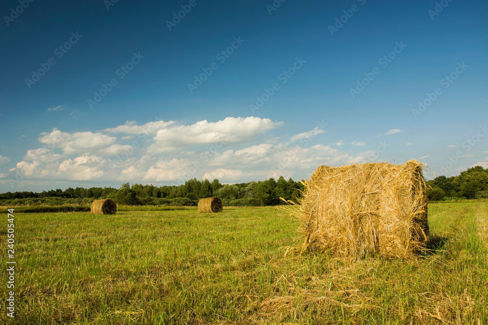 Hay bales in the meadow