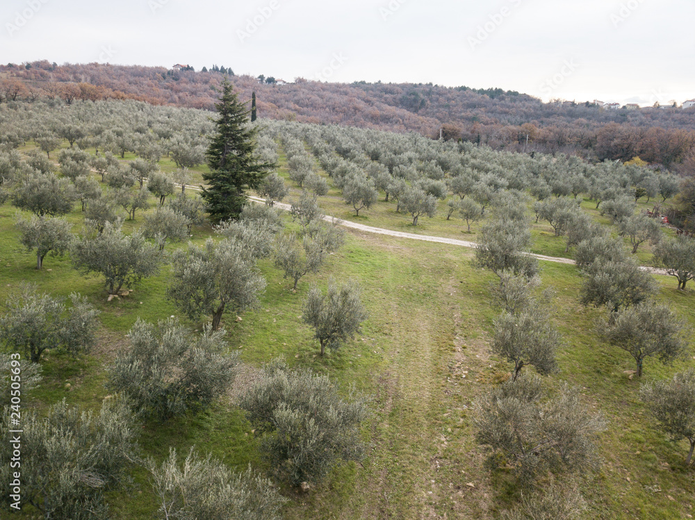 Obraz premium Aerial view drone of amazing autumn colors in the vineyards, olive trees