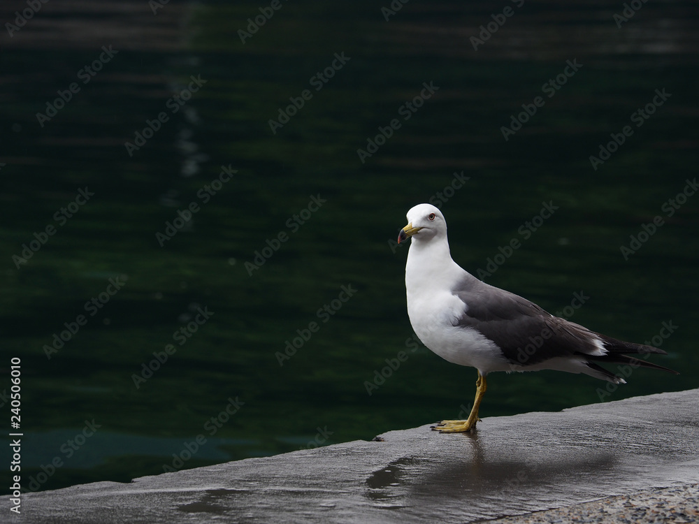 Obraz premium Alone seagull at harbor