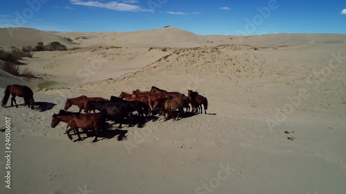 Heard of horses on barkhans in Mongolia sandy dune desert Mongol Els near lake Durgen Nuur. Khovd province, Western Mongolia. photo