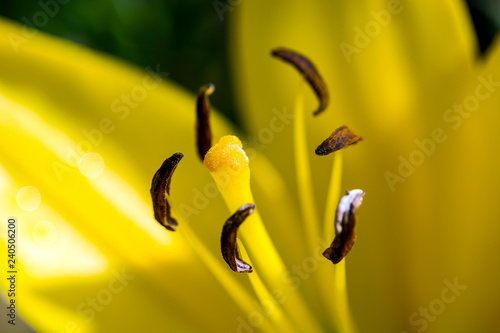 Fototapeta Naklejka Na Ścianę i Meble -  Stamens of a lily flower