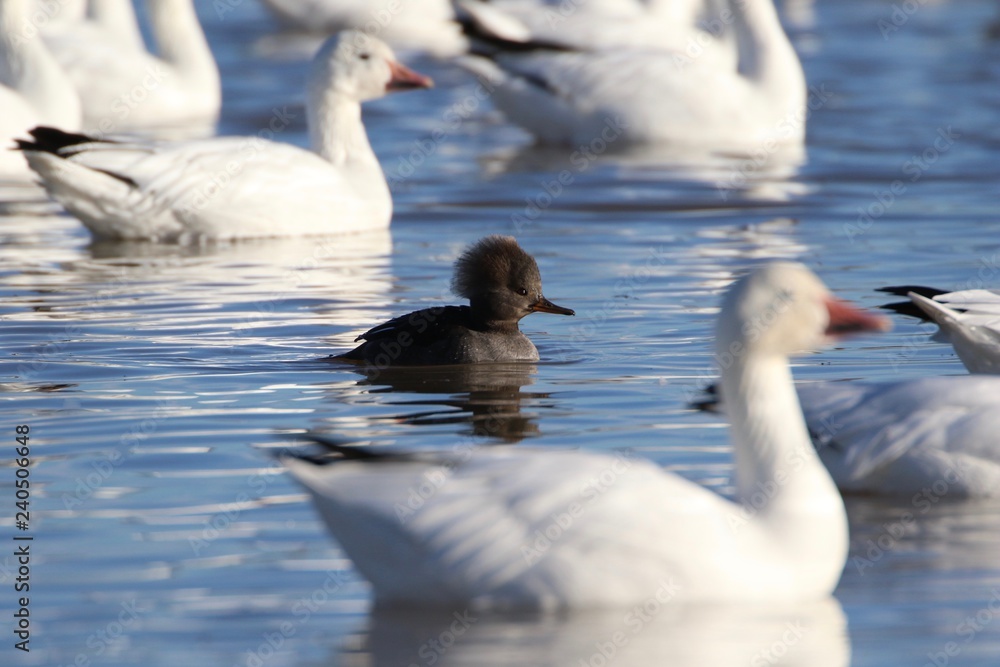 Fototapeta premium Duck in the Midst