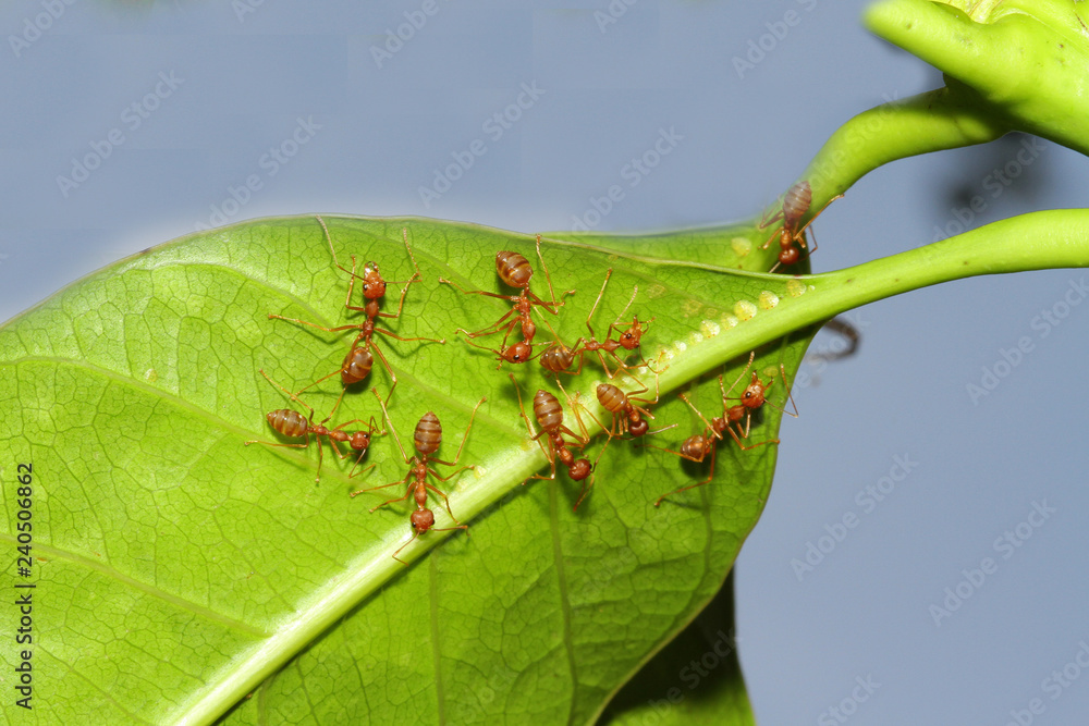 Group ant on green leaf