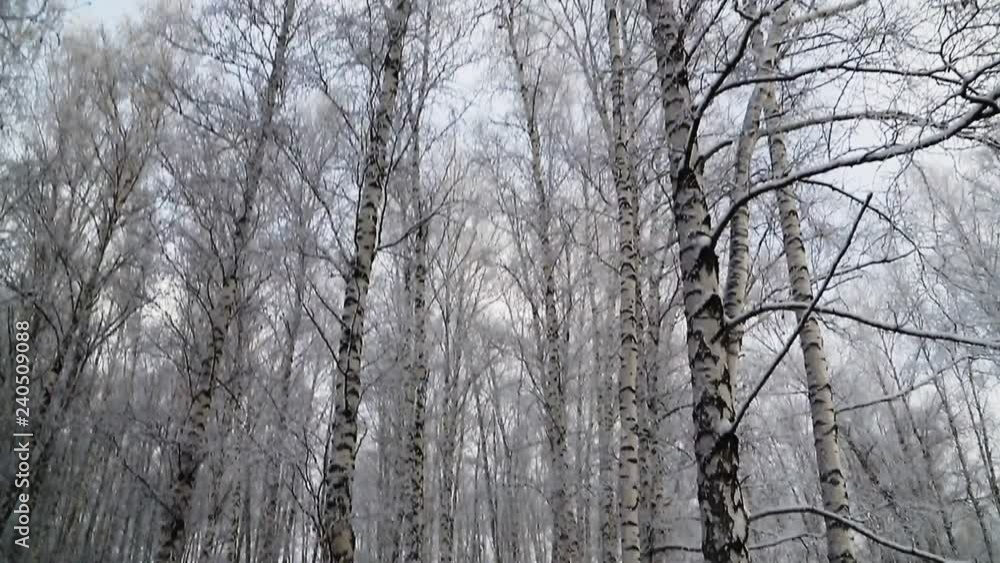 winter birch forest in Novosibirsk. the trees are covered with snow. winter birch forest in Novosibirsk. the trees are covered with snow.