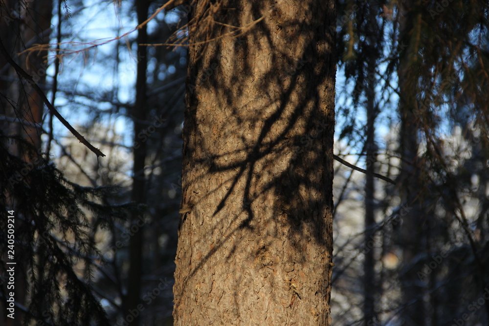 tree in the forest