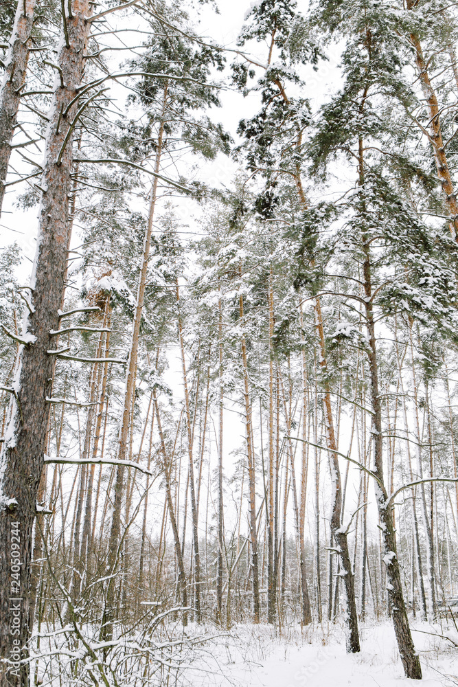 Fototapeta premium forest in winter