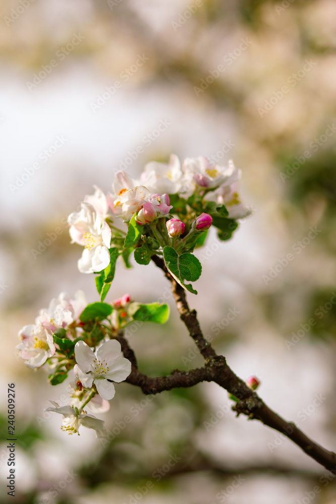 Fototapeta premium blooming apple tree in spring