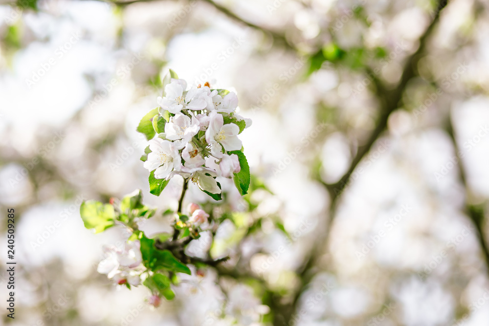 blooming cherry tree in spring