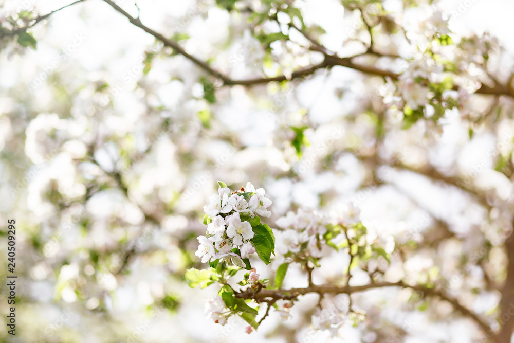 white flowers of a tree in spring