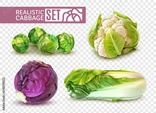 Realistic Cabbage Set