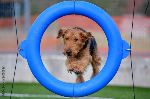 One-year-old Airedale Terrier trains in agility, overcoming various obstacles on the grass field photo