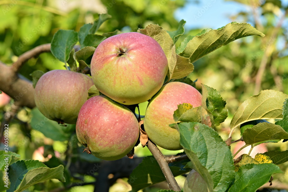 ripe apples on a tree ripe apples on a tree